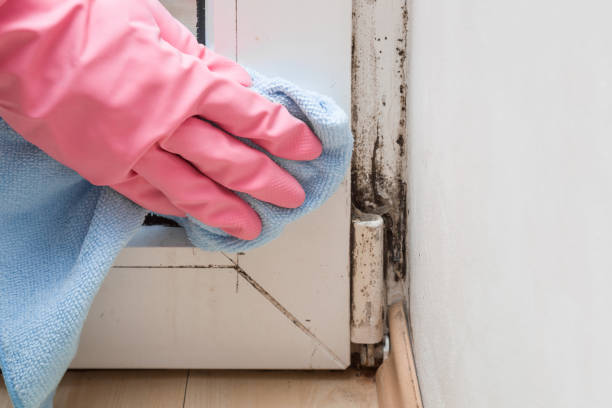 Best Localized Mold Remediation (e.g., coastal areas, humid climates) in Westlake, OH